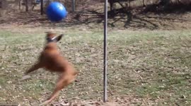 A dog playing tetherball by itself.