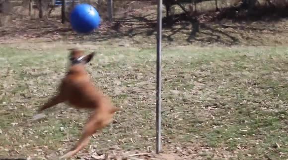 A dog playing tetherball by itself.
