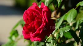 A flower of the spring time in the retiro park in Madrid, Spain