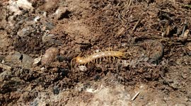 Centipede