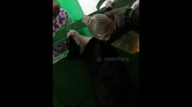 Cat Resuscitated By Fireman