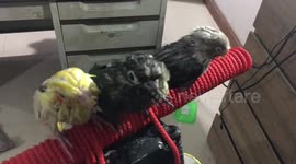 Pampered pet birds get a blow dry after shower