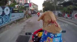 Golden Retriever Joins In With Songkran