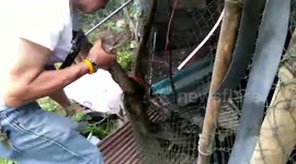Python Rescued after getting caught in chicken wire