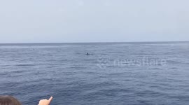 Wild Dolphins off the coast of Tenerife
