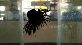 Ornamental fighting fish being cared for at Indonesian fish shop