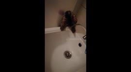 Crazy cat playing with water