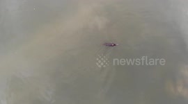 Unidentified animals swim in the Mangrove Forest in Bintan island, Indonesia