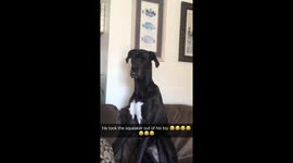 Larry loves the squeakers in toys