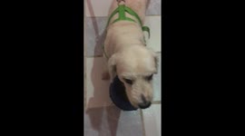 HILLARIUS Crazy  DOG ! either he has gone crazy or he is immoral.