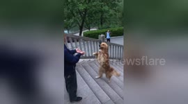 Amazing! Dog walks upright on steps