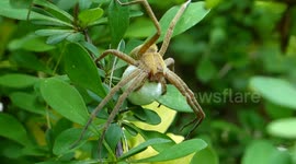 Nursery Web Spider With Egg Sac Hides