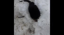 Star nosed mole in the snow