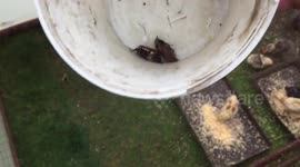 Funny video of chicken run.