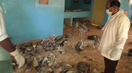 68 painted storks found dead at bird sanctuary in southern India