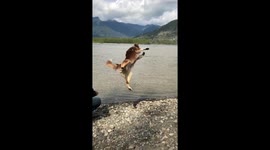 Amazing backflip from Australian Shepherd in slow motion