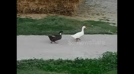 what a walking style