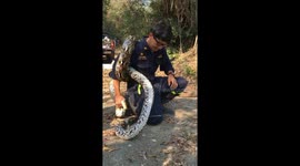 Snake Catcher Gets Python Wrapped Round Body