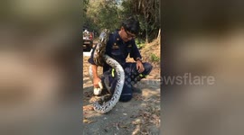 Newsflare Edit - Snake Catcher Gets Python Wrapped Round Body