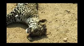 A six-month old leopard died after a vehicle fatally knocked it down in southern India