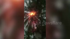 Watch the dramatic moment tree goes up in flames after lightning strikes