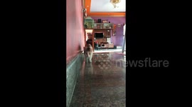 Camera-shy kitten doesn't want to be filmed so charges at the lens