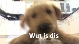 Golden puppy confused about phone friend
