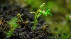 Mini documentary about Artist who creates eerie miniature worlds out of moss only 5cm in diameter