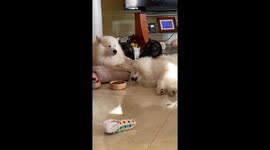 Lazy dogs feeding