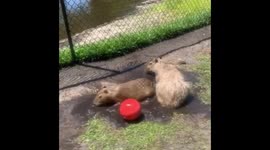 Capybaras in mud
