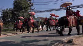 Jumbo foot traffic! Elephants seen taking zebra crossing on Thai road