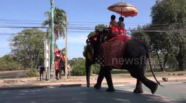 Elephants taking tourists on sightseeing trips hold up traffic on a busy road.