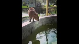 Capybara dive