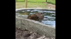 Capybaras playing in the water