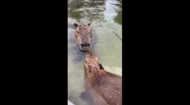 Capybaras swimming