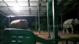 Thirsty elephants raid home to drink water and steal fruit in Thailand