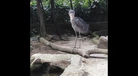 Shoebill crane doing a goofy dance