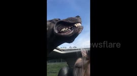 This Great Dane loves letting his jowls fly in the wind