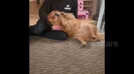 Chow dog can't get enough belly rubs and begs for more