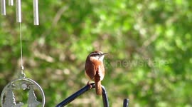A beautiful carolina wren, singing loudly, as i came near it.