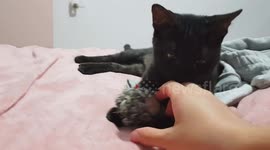 Cat plays fetch like a dog
