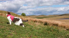 Meet the adventurous moggie which loves going HILLWALKING with her owner - who says cats should have the same freedom as dogs