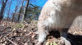 The wildlife of Central Park in 90 Seconds