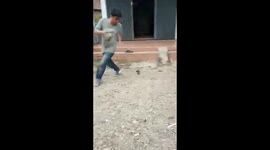 Loyal pet birds chase their owners around a yard in Indonesia