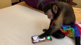 Monkey Checking her Instagram
