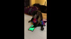 Monkey's iPhone Isn't Working Right