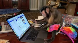 Monkey Checking Her Facebook