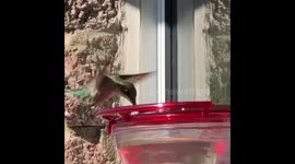 Close encounter with Hummingbird