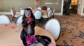 Monkey Eating an Apple in a 5-Star Hotel