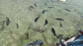 Fish is so nice to see